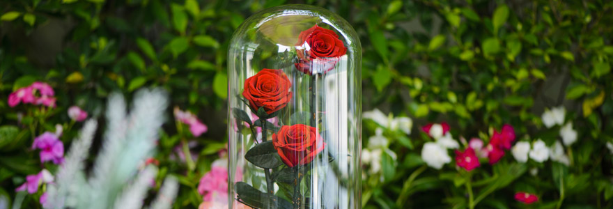 La rose éternelle : la fleur appropriée pour des obsèques